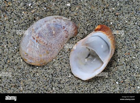 American slipper limpets / common slipper limpet (Crepidula fornicata) shells washed on beach ...