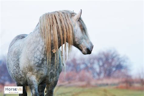 Blue Roan Horse Breeds, Origins, Colors & Names (W/ Pictures)