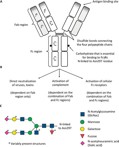 Figure 1 from A field guide to human Fc-gamma receptors: Genetics ...