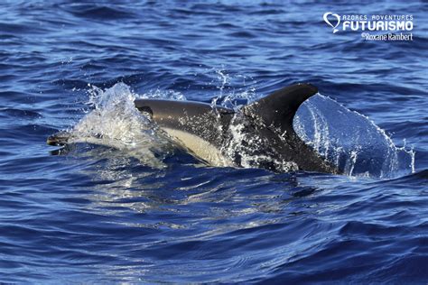 Explosion of biodiversity in Pico - Azores Whales