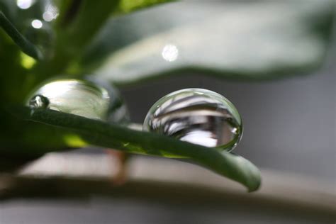 rain drops on plants 1 Free Photo Download | FreeImages