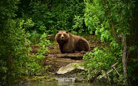 Download wallpapers grizzly, bear, forest, USA, wildlife for desktop free. Pictures for desktop ...