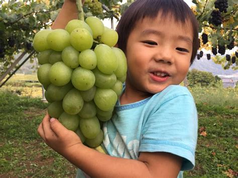 Ginormous Muscat grapes grown with #Be-1 Vision Eye, Growing Grapes, Muscat, Organic Fertilizer ...