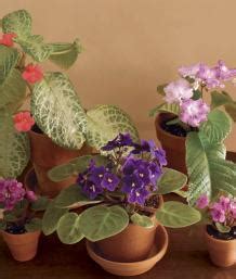Abundant Indoor Blooms - FineGardening