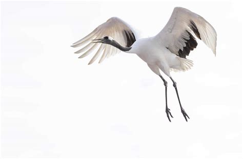 Red crowned crane flying stock photo