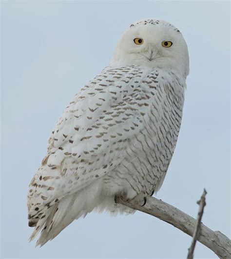 Snowy owl | Arctic predator, white feathers, nocturnal | Britannica