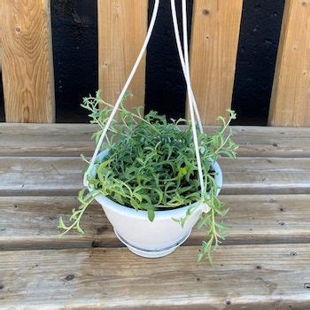 6" String of Dolphins Hanging Basket - Flowers Talk Tivoli