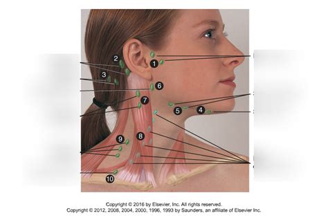 Head and Neck Lymph nodes Diagram | Quizlet