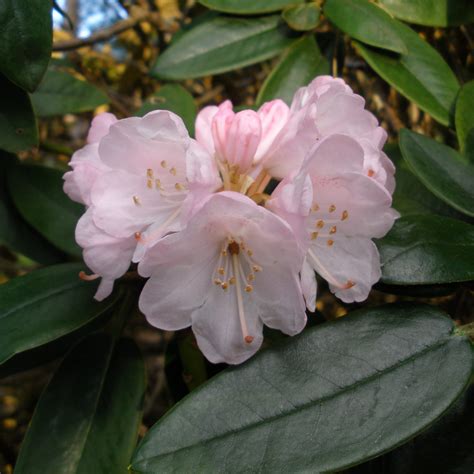 Rhododendron principis - Species Rhododendrons - Millais Nurseries