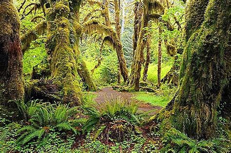 Hoh Rainforest, Washington State, USA (with Map & Photos)