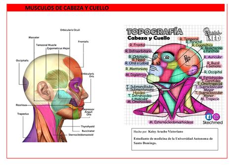 Juntar cuenco rosado anatomia topografica del cuello Distante Gobernar acumular