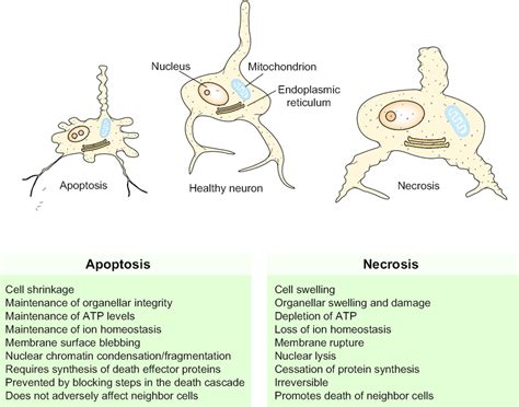 Distinguishing features of apoptosis and necrosis. | Download Scientific Diagram