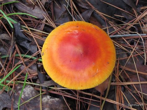 "Reddish Orange Mushroom" by Cynthia48 | Redbubble