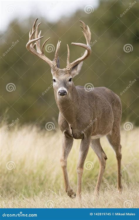 Huge Typical Whitetail Buck With Heavy Antlers Stock Photo ...