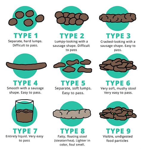 Bristol Stool Chart: Checking If Your Poop Is Healthy | peacecommission.kdsg.gov.ng