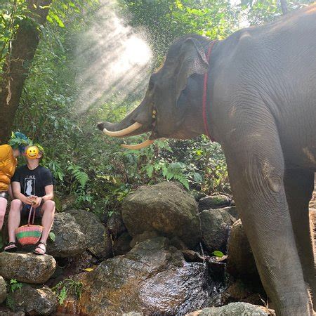 Elephant Retirement Park Phuket: 2019 All You Need to Know Before You Go (with PHOTOS)