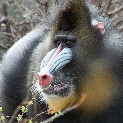 Mandrill - Denver Zoo