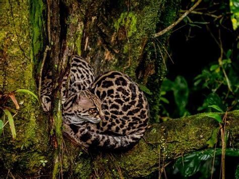 14 Mesmerising Margay Facts - Fact Animal