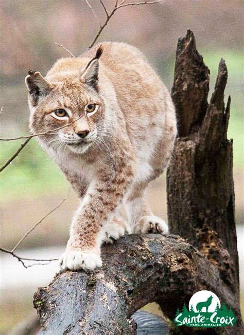 32 best Un oeil de lynx images on Pinterest | Eurasian lynx, Jungle cat and Lynx