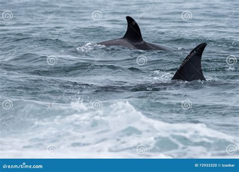 Orca Attack a Seal on the Beach Stock Photo - Image of mammal, black ...