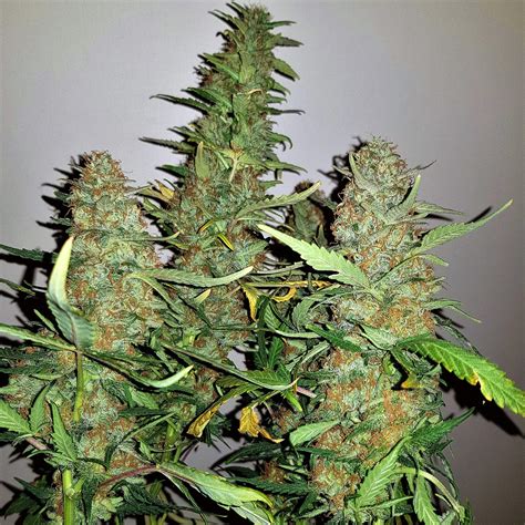 Barney's Farm Critical Kush grow journal week13 by Boxgrower - GrowDiaries