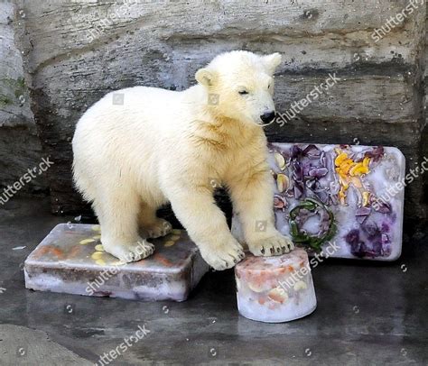 One Newly Named Polar Bear Cub Editorial Stock Photo - Stock Image ...