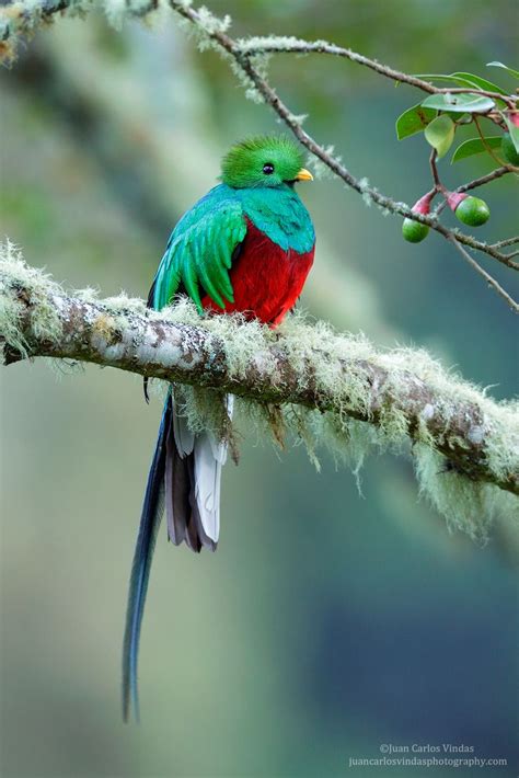 Resplendent Quetzal | Quetzal