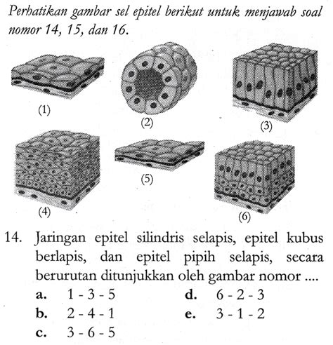 Download Gratis 74 Gambar Jaringan Epitel Kubus Selapis HD Gambar