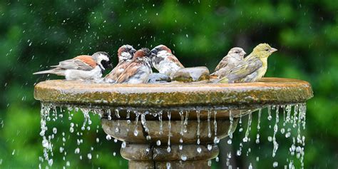 10 Unique, Homemade Bird Bath Ideas — Happy Gardens