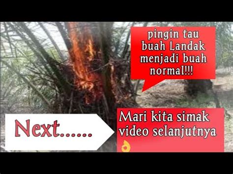 Cara Mengobati pohon sawit berbuah landak Menjadi Berbuah Normal - YouTube