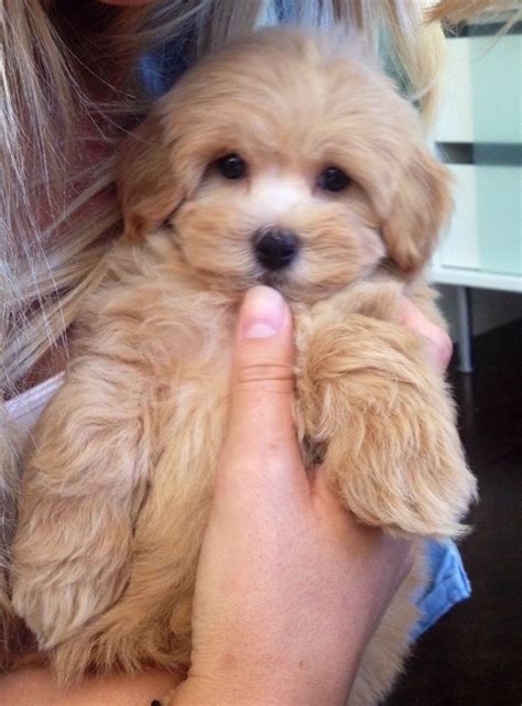 Havapoo (Havanese X Poodle Mix) Info, Temperament, Puppies, Pictures