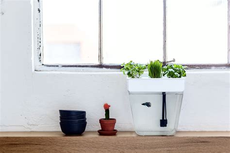 This Stress-Free Fish Tank Lets Plants Do the Cleaning | WIRED