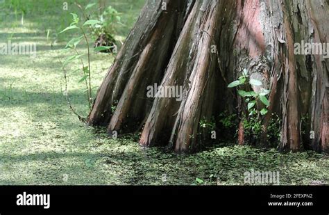 Cypress tree in the water Stock Videos & Footage - HD and 4K Video ...