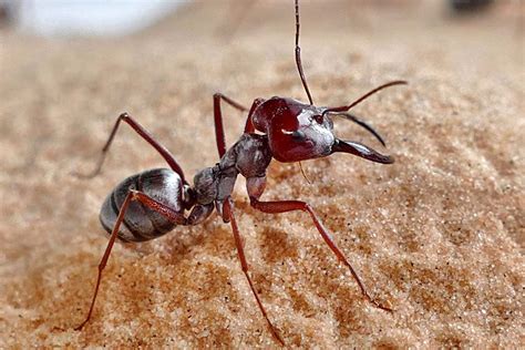 Desert ant runs so fast it covers 100 times its body length per second | New Scientist
