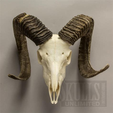 goat skull - Pesquisa Google