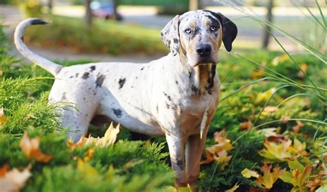 Catahoula Leopard Dog Breed Information, Photos, History and Care