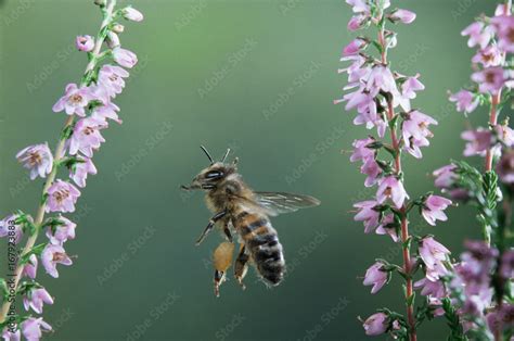 Honey bee worker in flight with full pollen sacs visiting heather ...