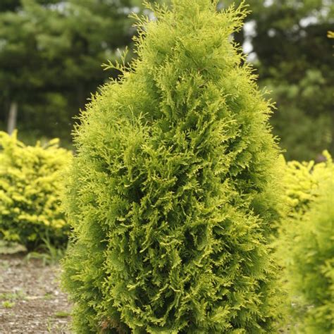 Polar Gold® - Arborvitae - Thuja occidentalis | Proven Winners