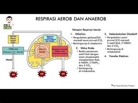 Perbedaan Antara Glikolisis Aerobik dan Anaerobik | Bandingkan Perbedaan Antara Istilah Serupa ...