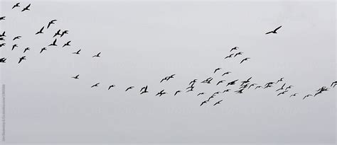 «Swarm Of Birds» del colaborador de Stocksy «Urs Siedentop & Co» - Stocksy