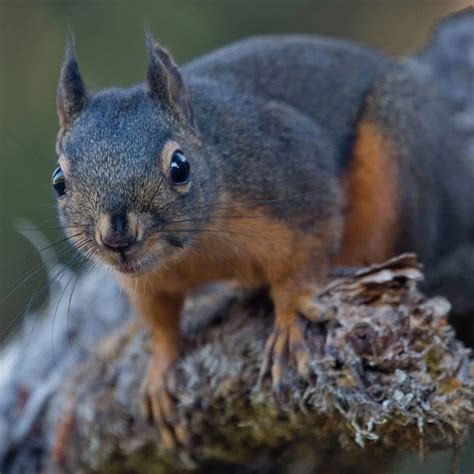 Douglas Squirrel - Facts, Diet, Habitat & Pictures on Animalia.bio