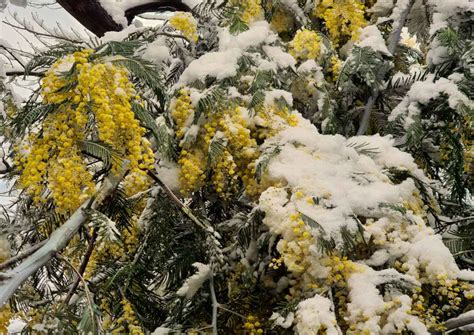 Mimosa tree varieties, the most beautiful acacia species