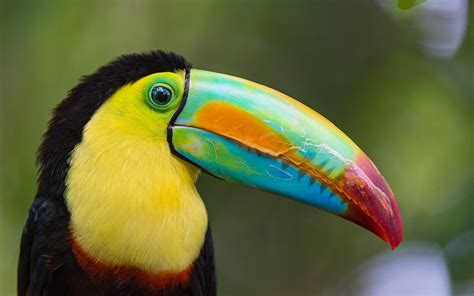 toucan, Parrot, Bird, Tropical, 40 Wallpapers HD / Desktop and Mobile ...