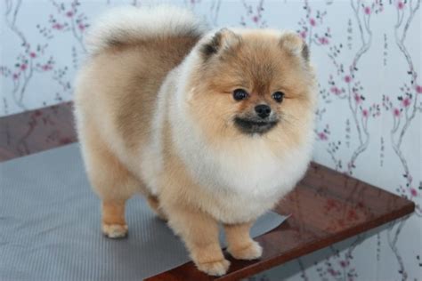 35 Pomeranian Haircuts for Passionate Dog Lovers - Pet Care Stores