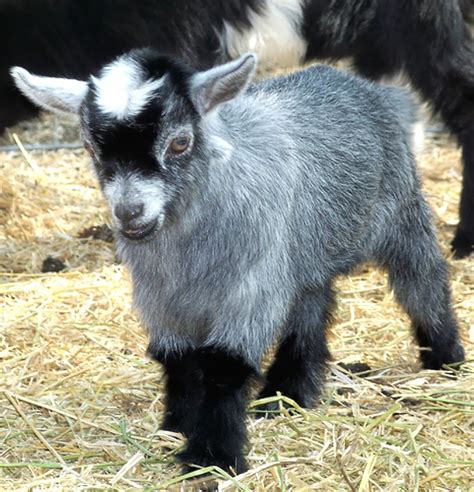 RoysFarm — Bottle Feeding Dwarf Goats