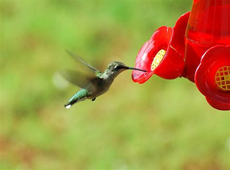 Hummingbird Free Stock Photo - Public Domain Pictures