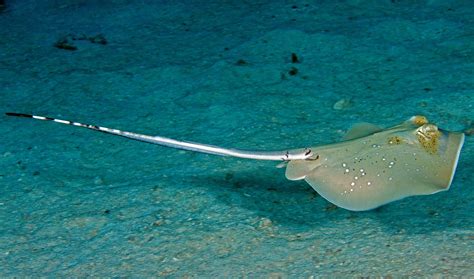 Photos of Whiptail stingrays - Family Dasyatidae