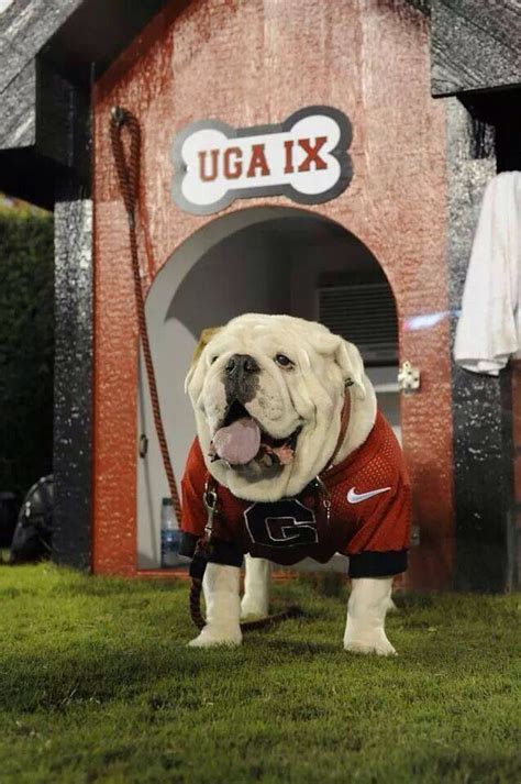 DawgNation | Georgia bulldog mascot, Georgia dawgs, Uga bulldogs