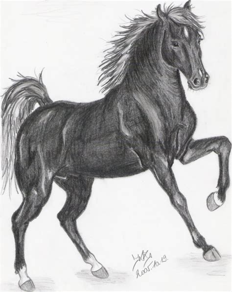 Black horse by Liaram on DeviantArt