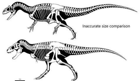 T.rex vs oversized Saurophaganax inaccurate size comparison | Prehistoric animals, Prehistoric ...